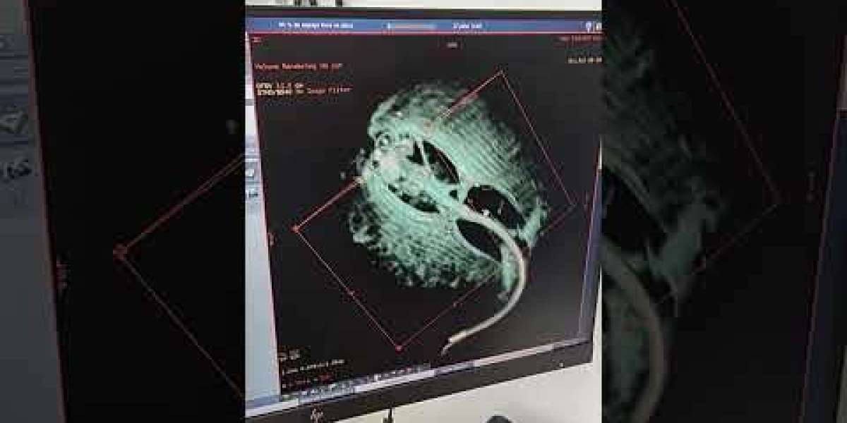 Descubra como a tomografia veterinária em São Paulo está revolucionando o diagnóstico dos pets