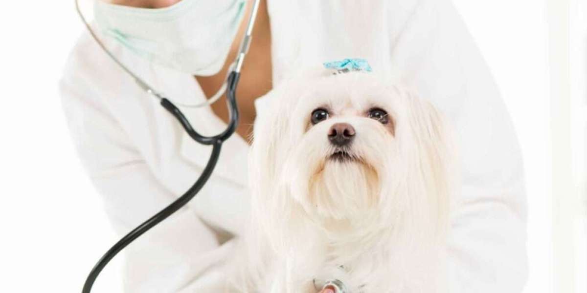 Why Routine Dental Care Could Be the Best Thing You Do for Your Pet This Year